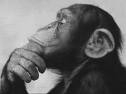 Alphasimian