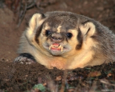 Badger